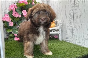 Stanley - Havanese for sale