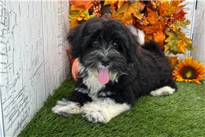 Brett - Havanese for sale