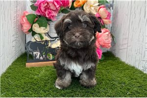 Elias - Havanese for sale