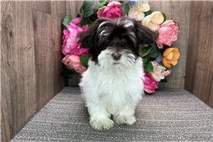Bristol - puppy for sale