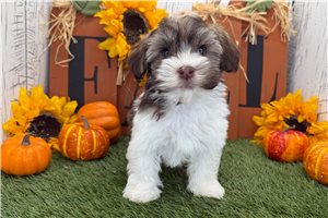 Alexander - puppy for sale