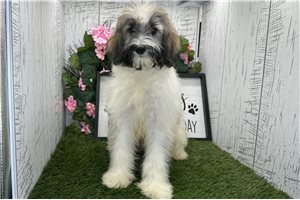 Shayna - Havanese for sale