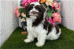 Ethan - Havanese for sale