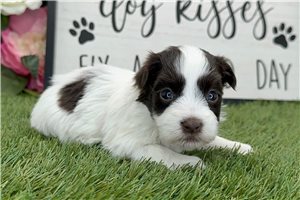 Otis - Havanese for sale