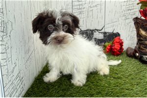 Katalina - Havanese for sale