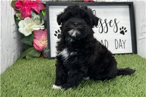 Nadia - Havanese for sale