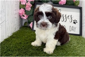 Delaney - puppy for sale