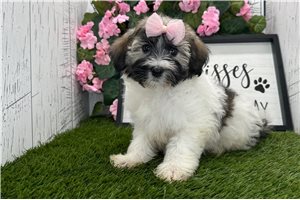 Shayna - Havanese for sale