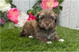 Alfred - puppy for sale