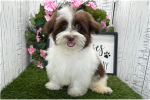 Bart - Havanese for sale