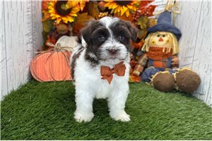 Bronx - Havanese for sale