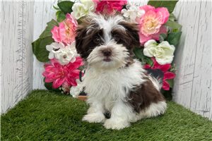 Dallas - Havanese for sale