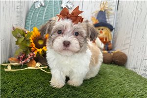 Ariana - Havanese for sale