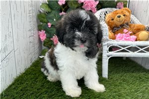Axel - Havanese for sale