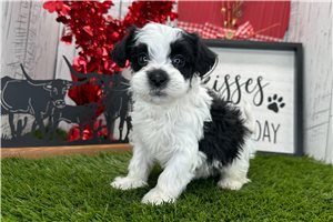 Vincent - puppy for sale