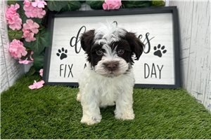 Tiffy - Havanese for sale