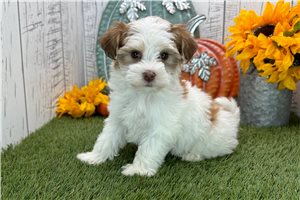 Imani - Havanese for sale