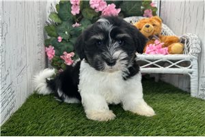 Zion - Havanese for sale
