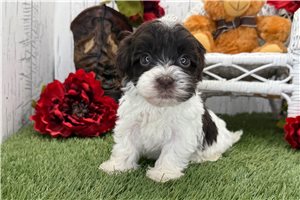 Odette - Havanese for sale