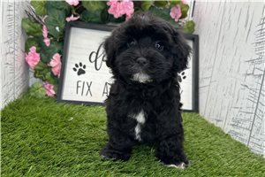 Hadley - Havanese for sale