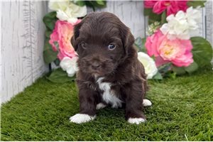 Kaylee - puppy for sale