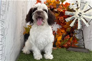 Hannah - puppy for sale