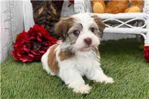 Opal - Havanese for sale