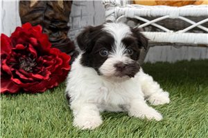 Ocean - Havanese for sale