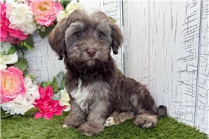 Emery - Havanese for sale