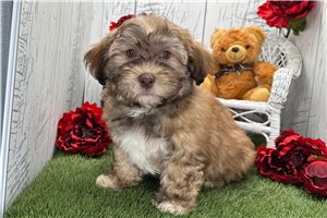 Nicholas - Havanese for sale