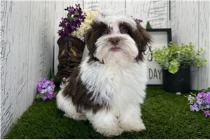 Sebastian - Havanese for sale