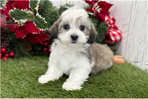Enzo - Havanese for sale