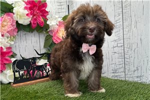 Stanley - Havanese for sale
