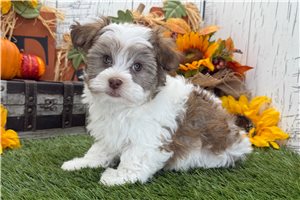 Rhett - puppy for sale