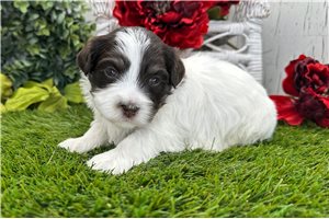 Nora - Havanese for sale