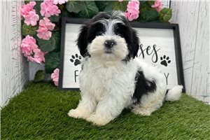 Herald - Havanese for sale