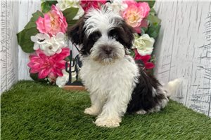 Tina - puppy for sale