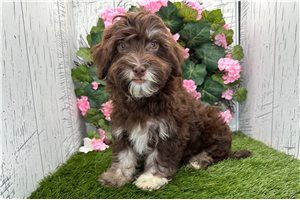 Drake - puppy for sale