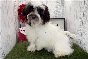 Alya - Havanese for sale