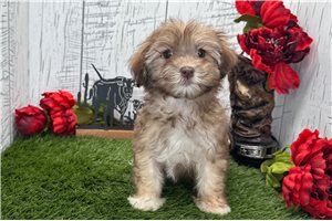 Marlena - Havanese for sale