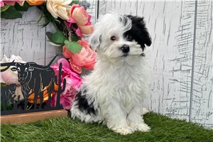 Victor - Havanese for sale