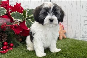 Ezra - Havanese for sale