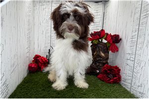 Ethan - Havanese for sale