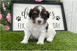 Rissa - puppy for sale