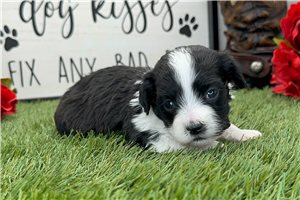 Laith - puppy for sale