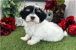 Kairo - Havanese for sale