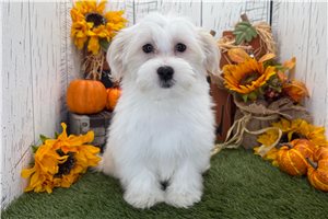 Aaron - puppy for sale
