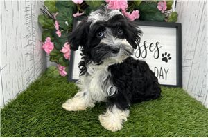 Conner - Havanese for sale