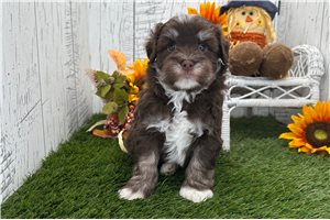 Silas - Havanese for sale