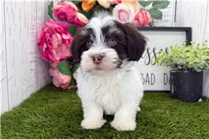 Zuma - puppy for sale